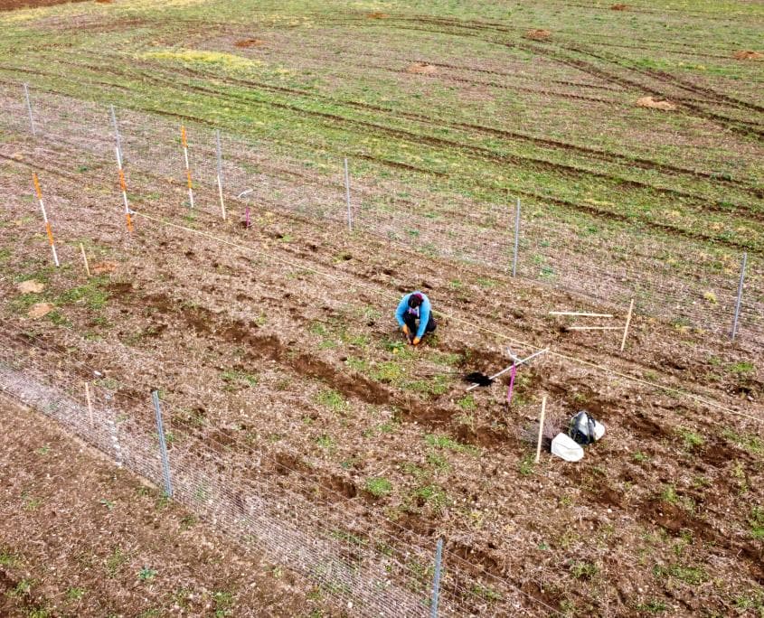 Ein Mitarbeiter der Firma LandWaldBaum pflanzt im eingezäunten Bereich.